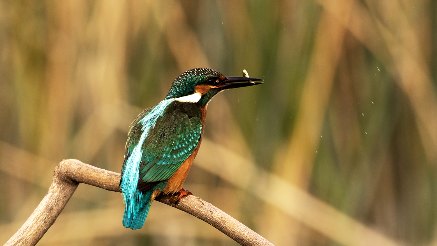 Common Kingfisher